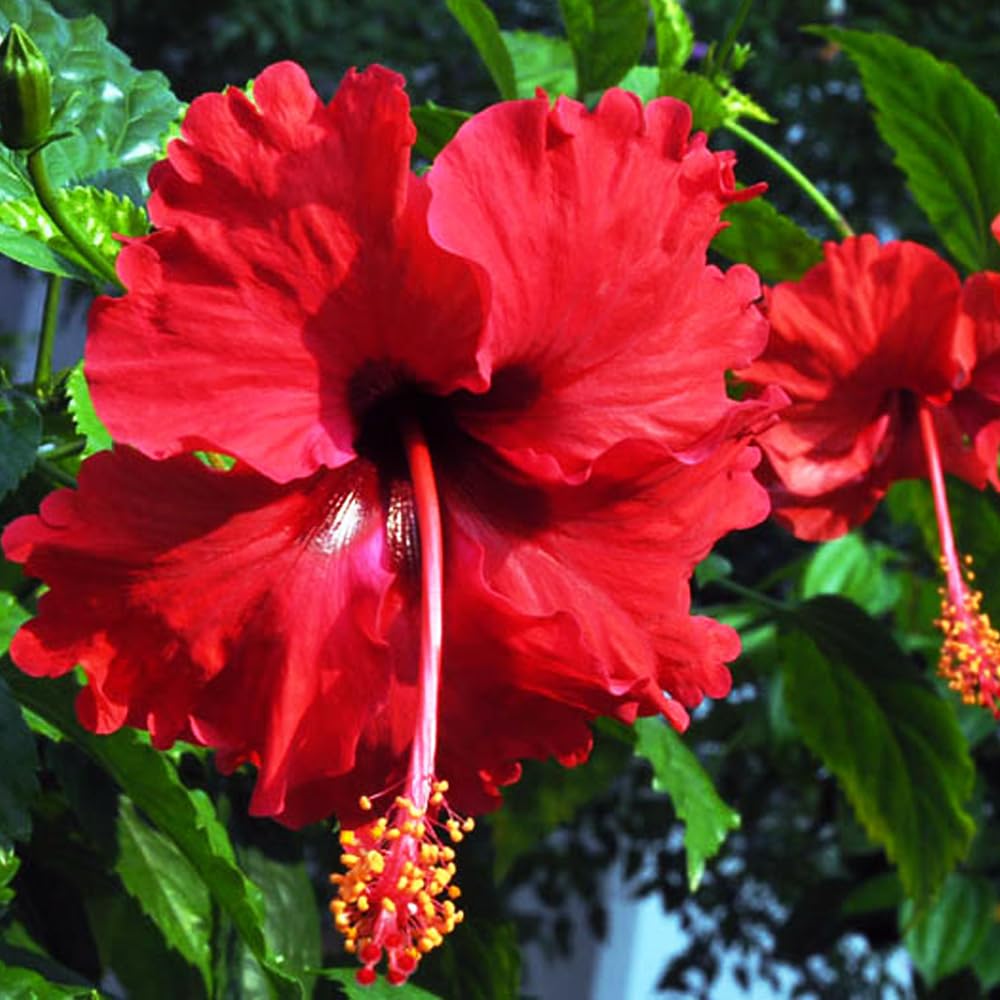 Ripee Red Hibiscus Live Flower Plant with Pot (B0CZ3NQDDJ) Amazon Price History, Amazon Price Tracker