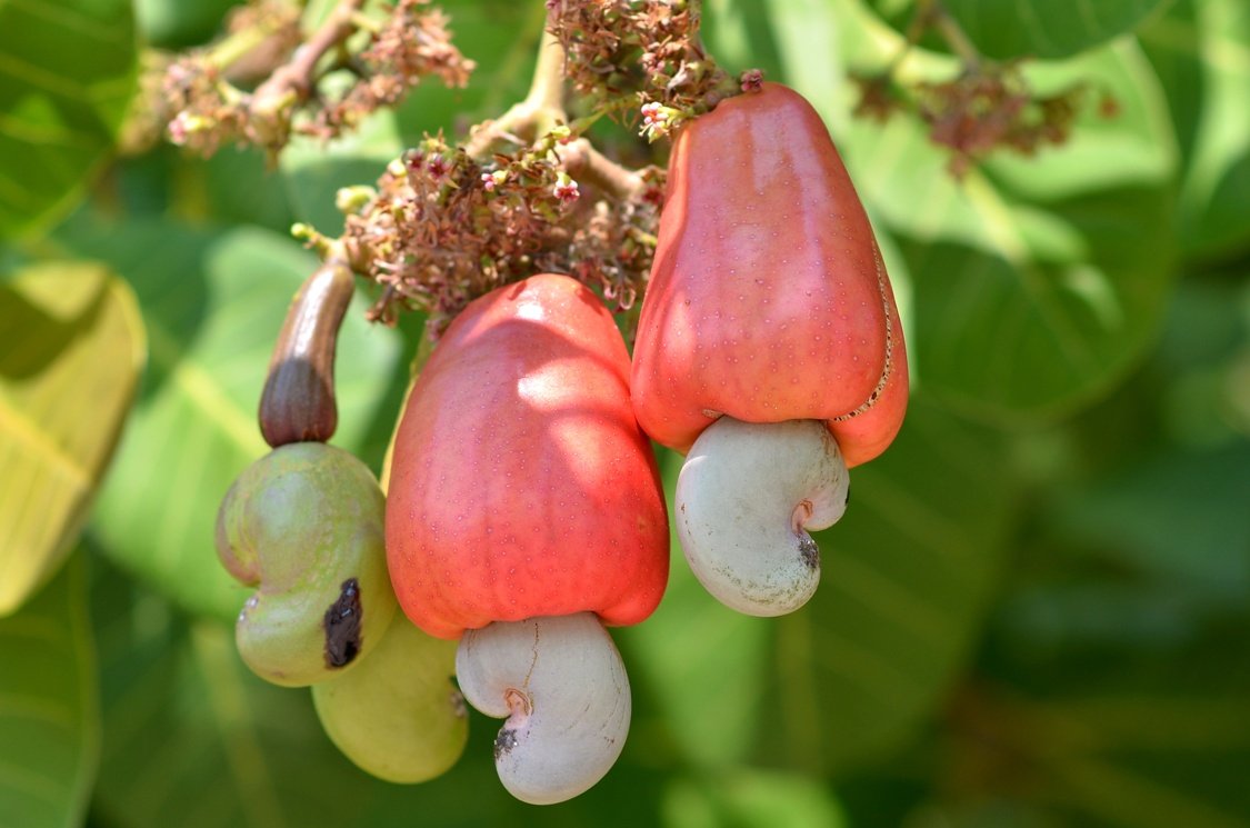 Creative Farmer Anacardium Occidentale Cashew Nut Tree Seeds (B071V2HT2S) Amazon Price History, Amazon Price Tracker