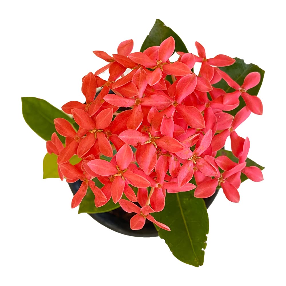 Indian Gardens - Ixora Coccinea (Yellow) | Jungle geranium | Flame of the woods | Jungle flame | pendkuli live plant Indoor & Outdoor Plant with Pot (B0BWF9YDXG) Amazon Price History, Amazon Price Tracker
