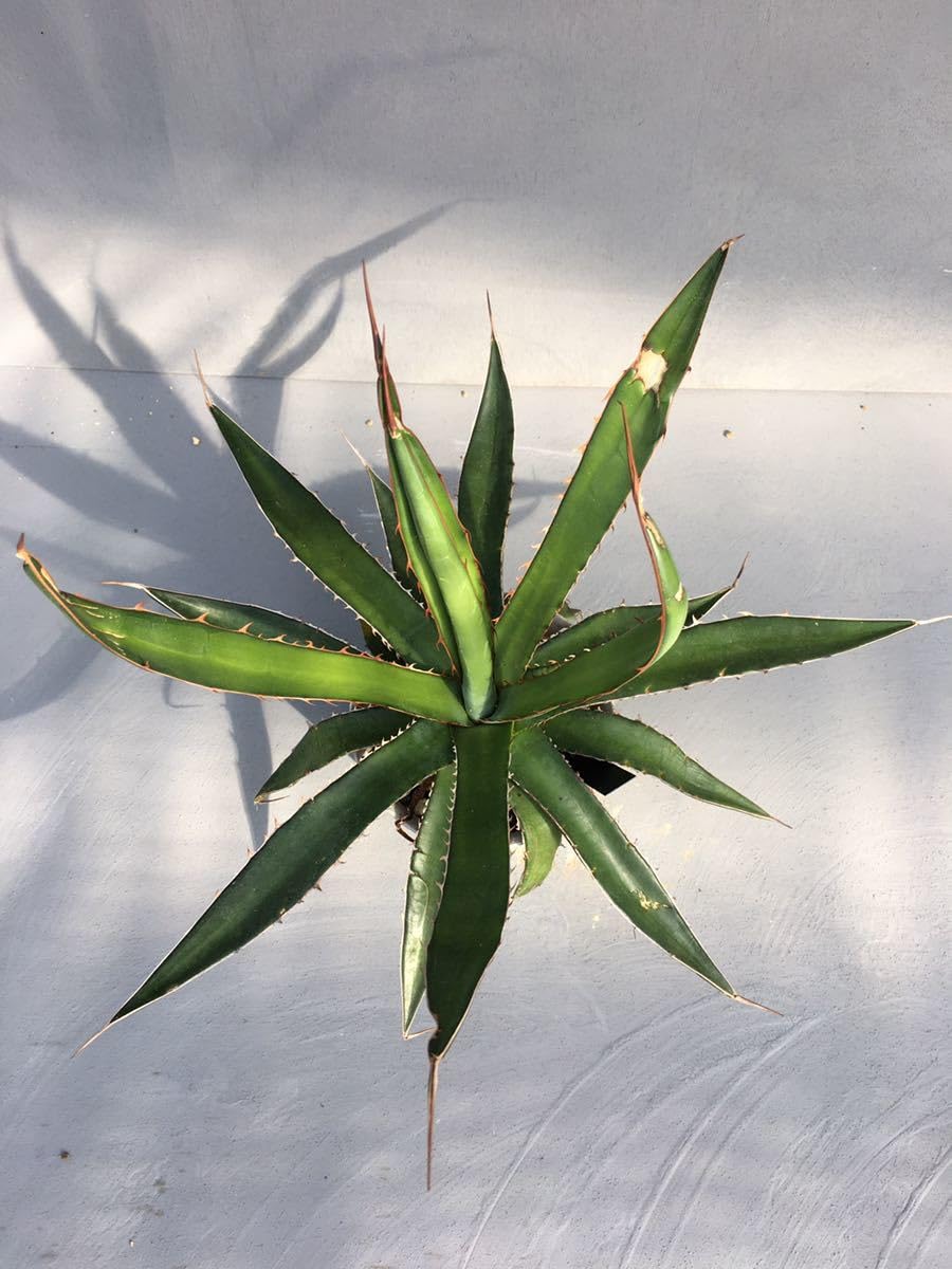Amazon.co.jp: アガベ ホリダ ペロテンシス Agave horrida ssp