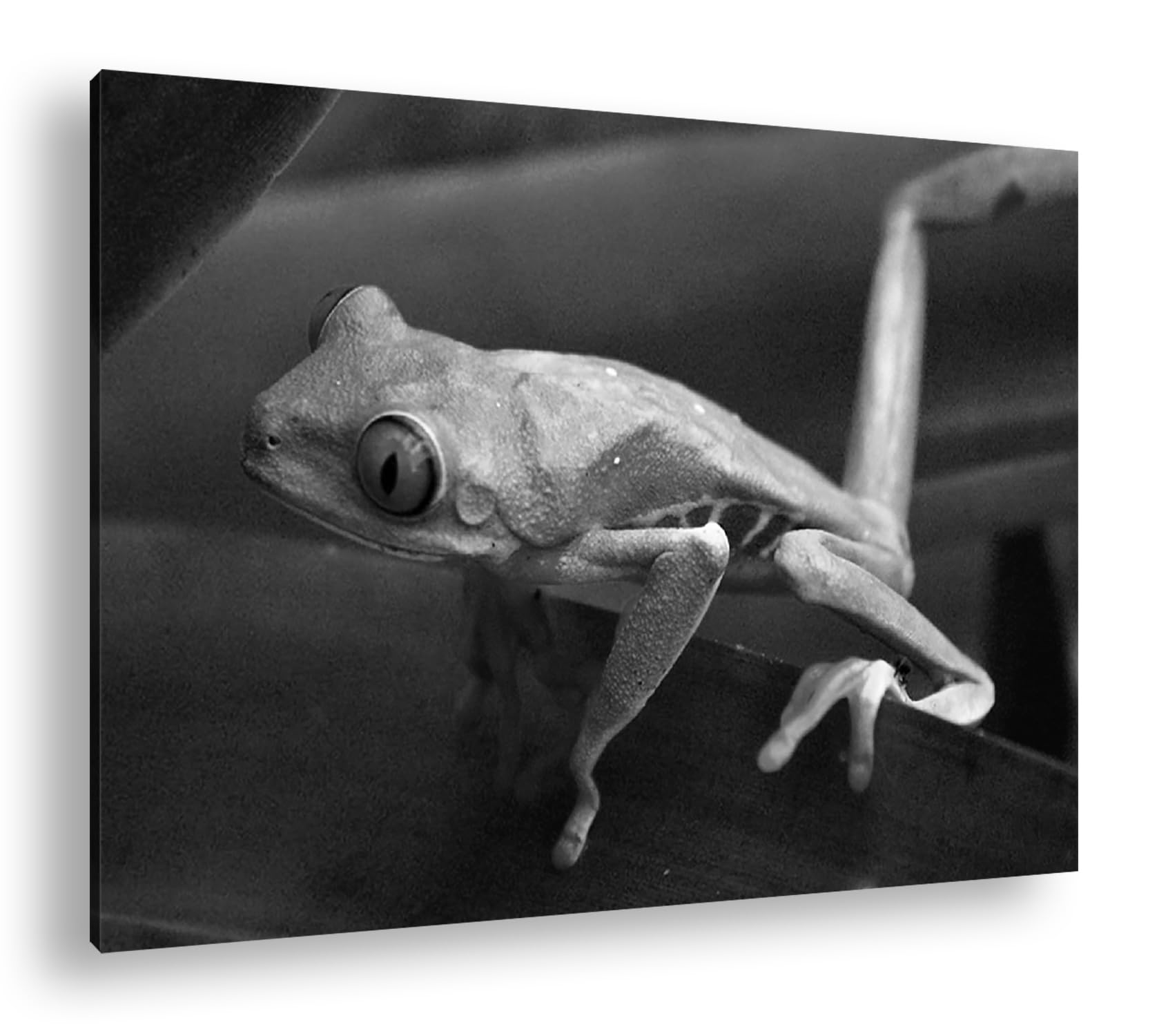 Grenouille verte exotique tableau 90x60 cm pour rompre la monotonie des murs blancs cadre bois - 8