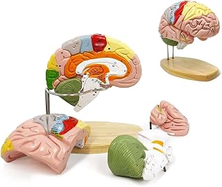 Human Brain Model for Neuroscience Teaching with Labels 2 Times Life Size Anatomy Model Cerebral Cortex Nerve