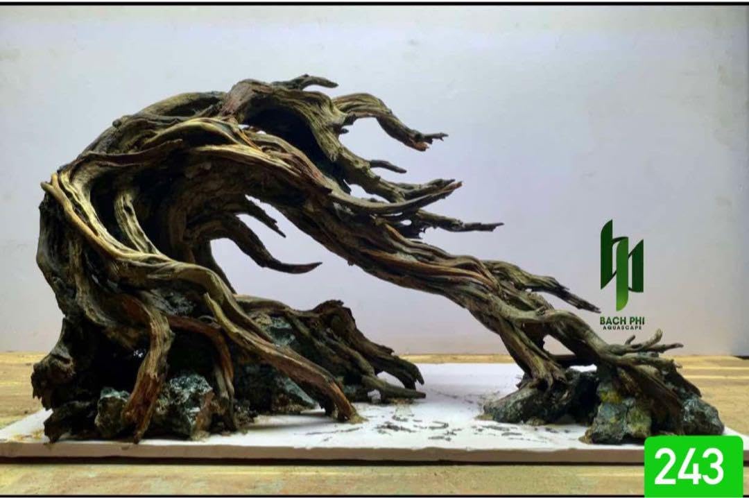 ビカクシダ　コロナリウム〔Tonkla Thin〕 コルク付け3 特大サイズ ビカクシダ コロナリウム〔Tonkla Thin〕 コルク付け4 特大