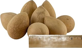 Dried Egg Gourds – Set of 10 Natural Gourds for Crafting, Painting & DIY Projects