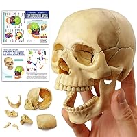 Vista 1 de Modelo de cráneo explosionado de anatomía,Modelo médico humano del cráneo de la clínica dentalEquipo de enseñanza,Aprendizaje de enseñanza médica