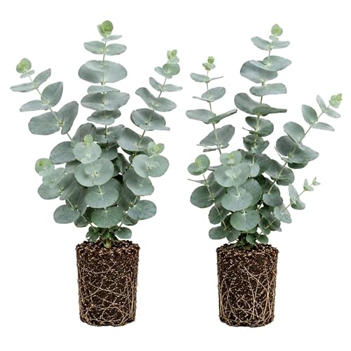 2 Silver Dollar Eucalyptus Live Plants, Fragrant Eucalyptus Herb for