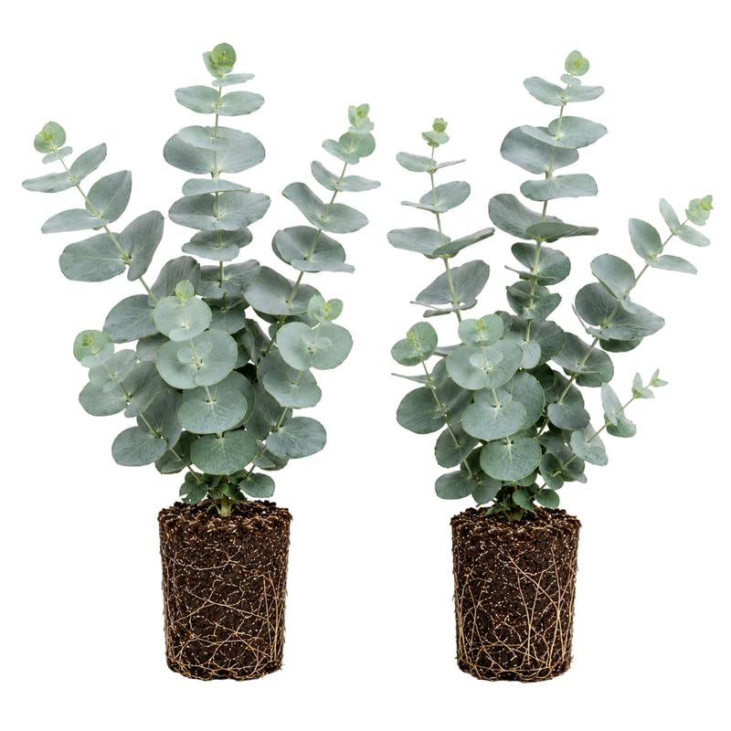 2 Silver Dollar Eucalyptus Live Plants Fragrant Eucalyptus Herb for Garden and Patio Containers 2-5 Inches Tall Plugs