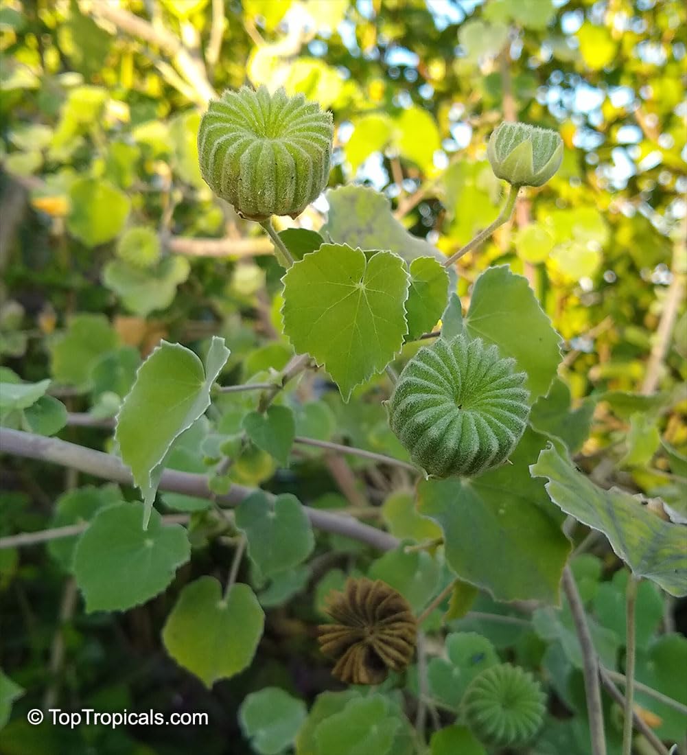 See full amazon price history chart for Atibala/Abutilon Indicum Plant Herb Plant Outdoor Plant Atibala/Abutilon Indicum Plant Herb Plant Outdoor Plant (B0CTHPP4PG) Amazon Price History, Amazon Price Tracker