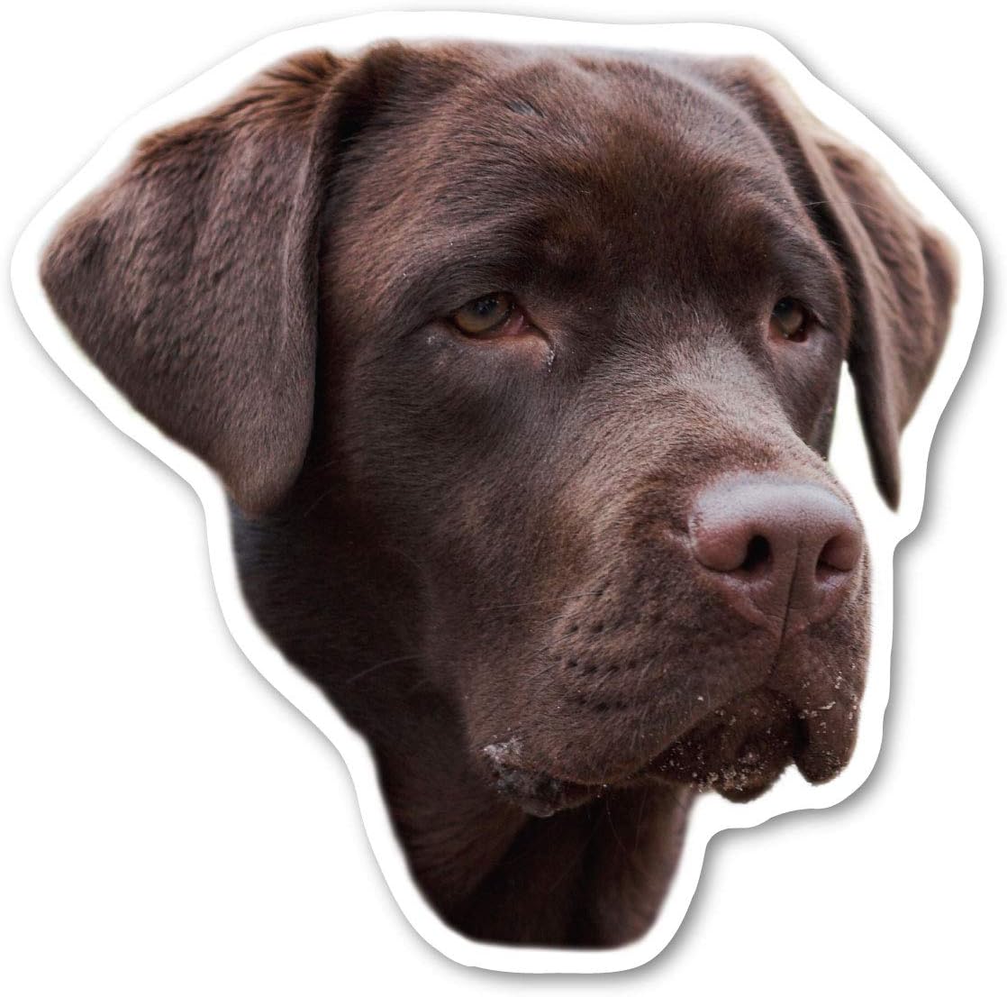 Magnet America (Chocolate) Labrador Retriever Dog Magnet is 4.75" x 4.875" Made for Vehicles and Refrigerators