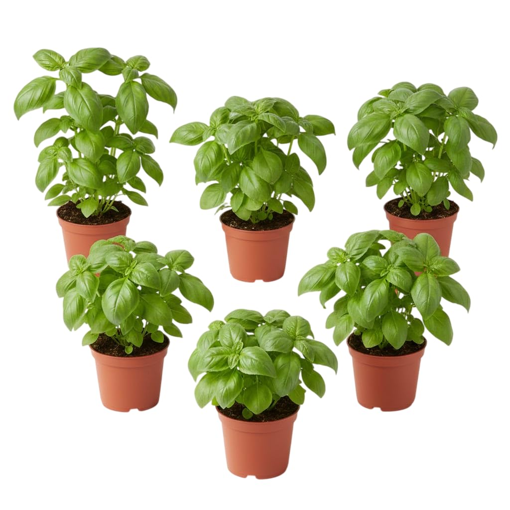 Set Jardín Culinario – 6 Albahacas Naturales Ocimum Basilicum en Maceta | Seis Aromáticas Culinarias Frescas DECOALIVE para Cocina, Interior o Terraza