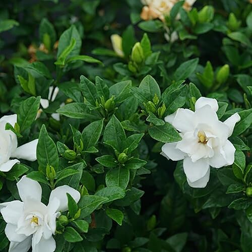 Miniatura 2 de Pillow Talk Gardenia jasminoides - Ganadores probados - Maceta de 4"