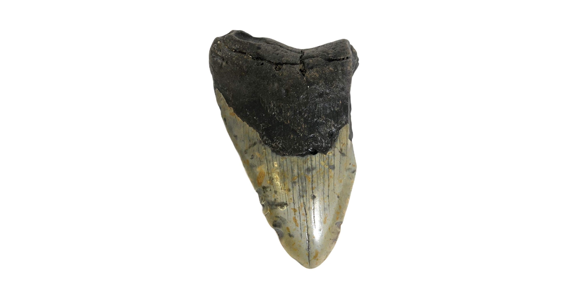 メガロドンの歯化石 メガロドンの歯の化石 mgaz5006 | Megalodon-teeth.jp