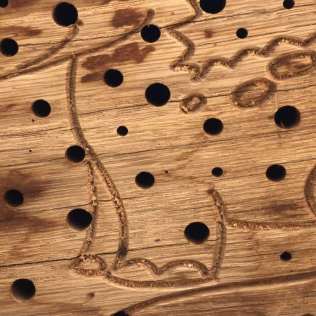Insektenhotel Wildbienen Kinder Dino Drache Nisthilfe Bienen Eiche Massivholz