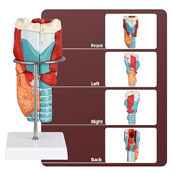Human Larynx Model, 2X Throat Teaching Tool | Twice-life-size throat structures, removable base, PVC construction for classroom display