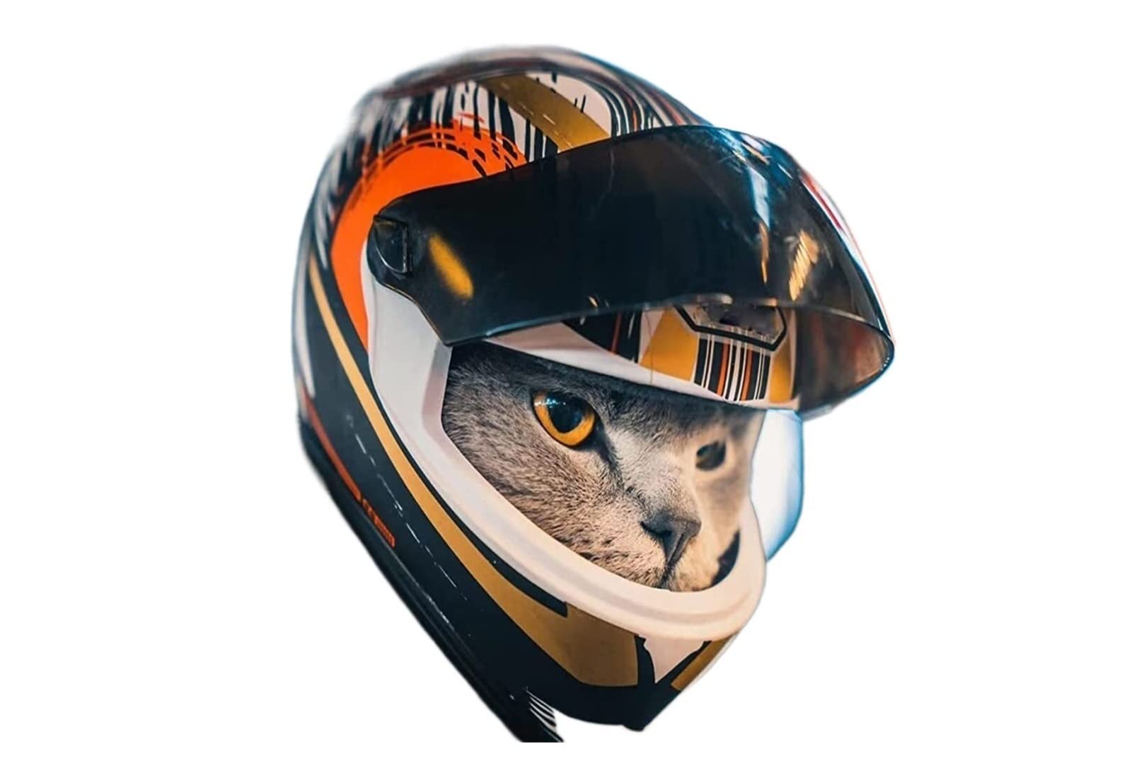 Kat in Een Helm Op Een Autoped Stock Foto - Afbeelding van huisdier, helm: 122133906