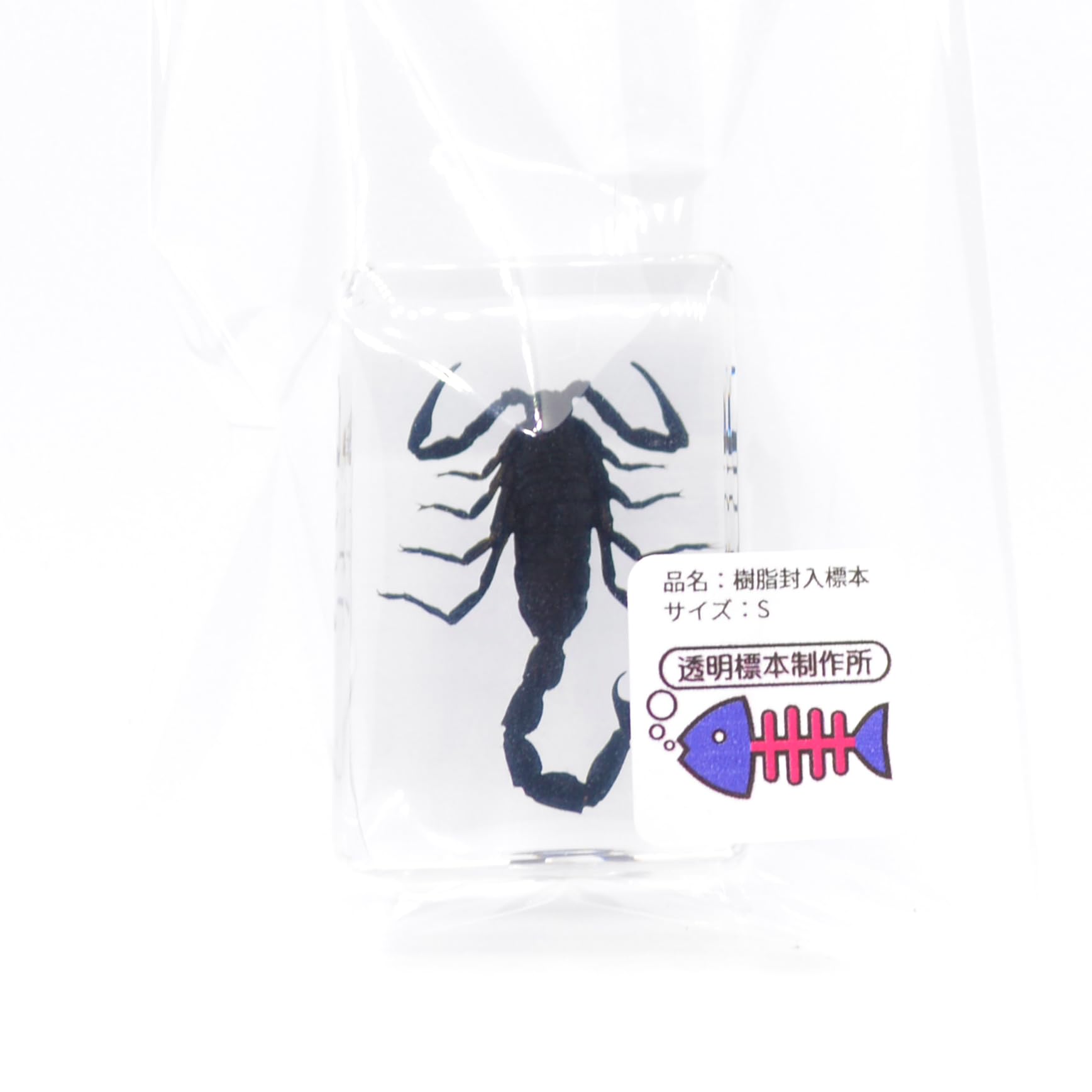 Amazon | [透明標本制作所]樹脂封入 標本 サソリ/蠍/scorpion/specimen