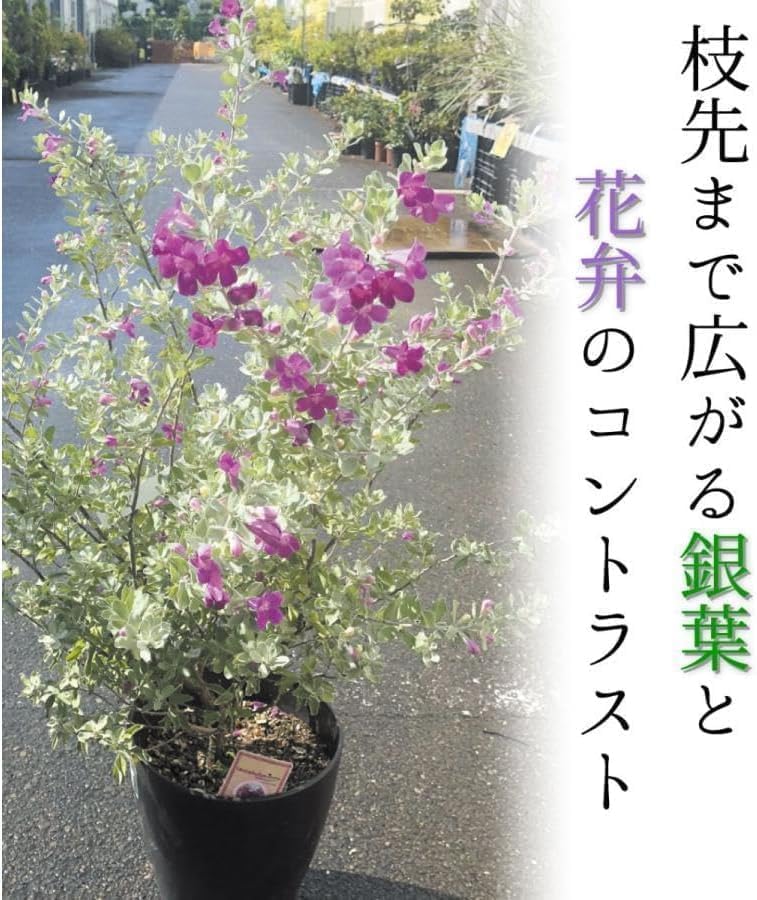 Amazon.co.jp: 国華園 苗 レウコフィラム 2株 挿木2年生10.5cmポット苗