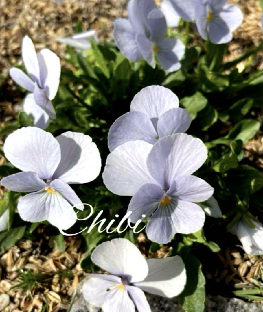 Amazon.co.jp: 天国のブルー ビオラ F1 ビビ ヘブンリーブルー 種 30粒