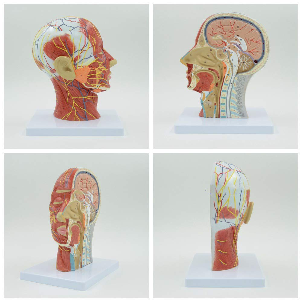 Generico Testa Umana Anatomica 1:1, Fronte-Retro Didattico | Base In Plastica Pvc, Contenente Strutture Vascolari E Nervose, Adatta Per Scuole E Ospedali