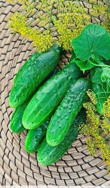 Miniatura 9 de Seeds Indoor Self-Pollinating Cucumber Firm Secret F1 Hybrid Vegetable for Planting Non GMO - Harvest Time 55 Days