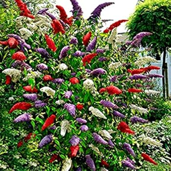 Acecoree Samen Schmetterlingsflieder Samen Buddleia Blumensamen Blutenspitze Exotische Blumen Winterhart Mehrjahrig Fur Balkon Garten Amazon De Garten