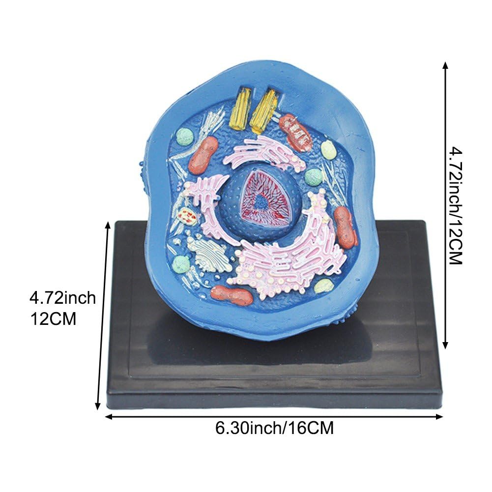 Amazon.co.jp: 動物細胞模型 動物細胞モデル 解剖学 モデル 生物学