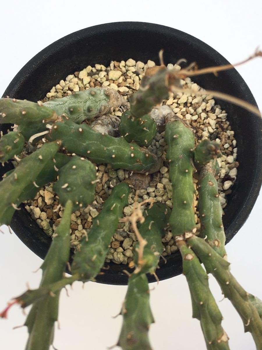 Amazon.co.jp: Euphorbia globosa 塊根ユーフォルビア グロボーサ 玉鱗