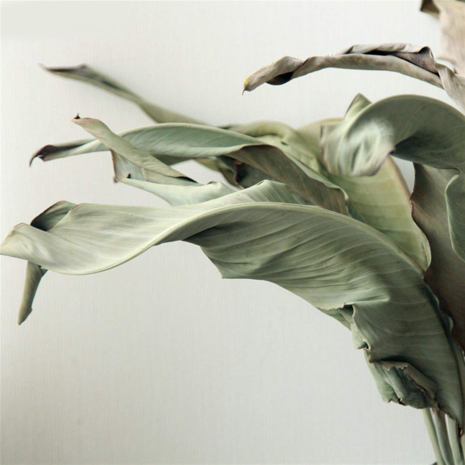 Fleurs séchées, Branches de Feuilles d'oiseaux séchées et conservées, 10 pièces, 50-60cm, décoration la Maison for fête Mariage