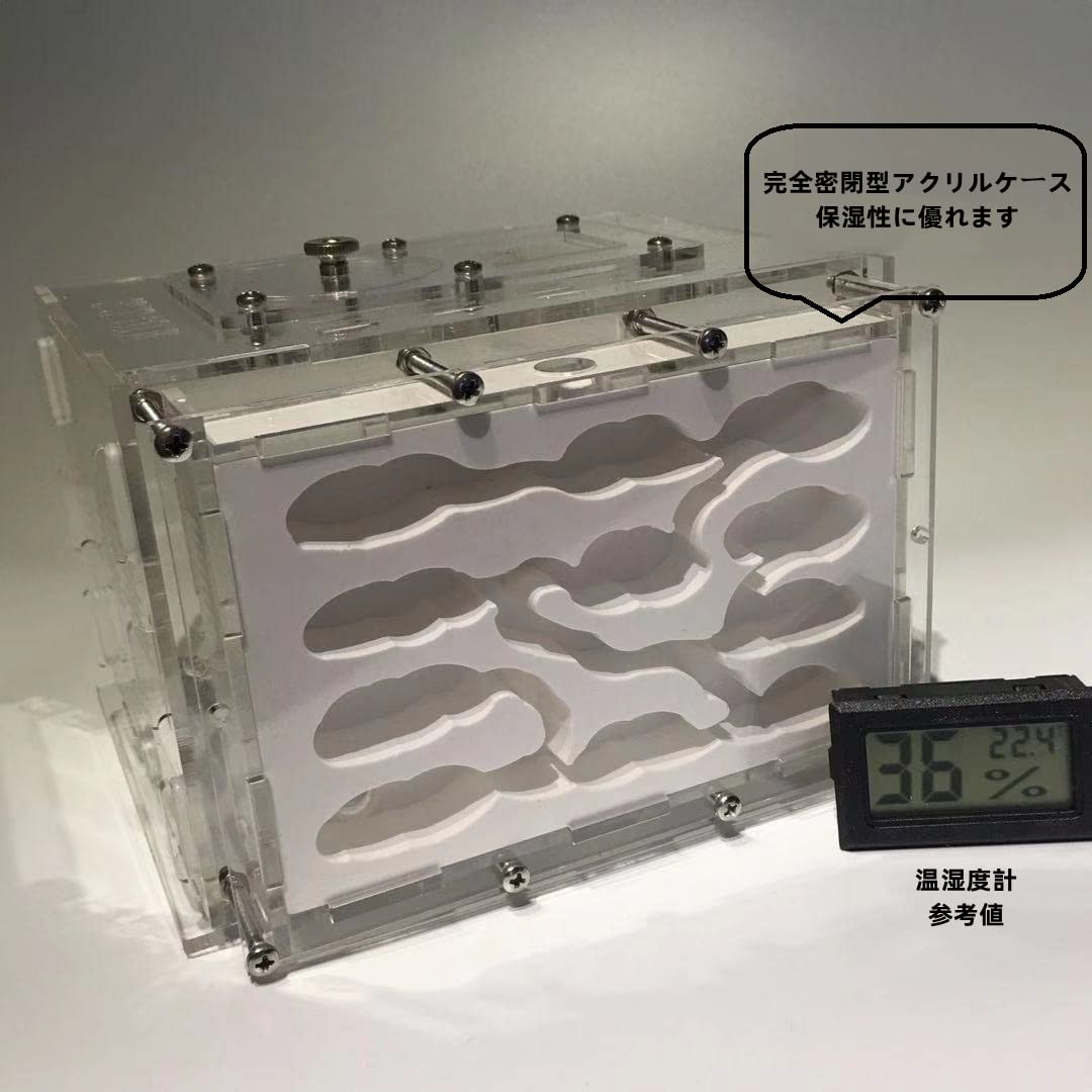 Amazon | アリの巣観察キット 大きい 石膏製巣箱 保湿性がよい 自由