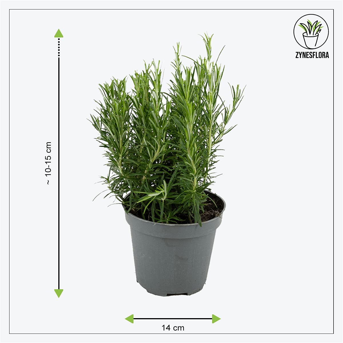 Italiennes Herbes Fraîches Aromatiques Plantes en pot de fleurs Ø 14 cm - Lot de 4 - hauteur : 12-15 cm - Herbes Aromatiques Interieur Jardin Romarin Thym Lavande Sauge et Origan
