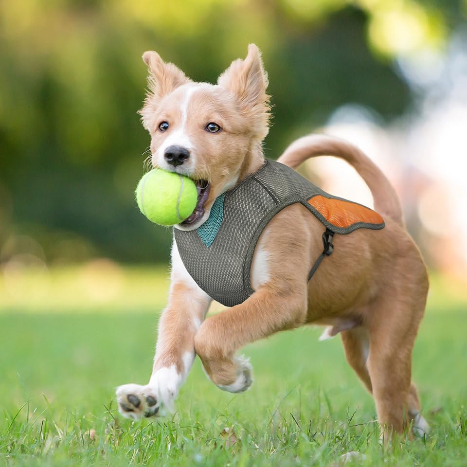 KühlWeste für Hunde - reflektierend Kühlgeschirr für kleine mittlere und große Hunde für Aktivitäten draußen, Wandern, Training