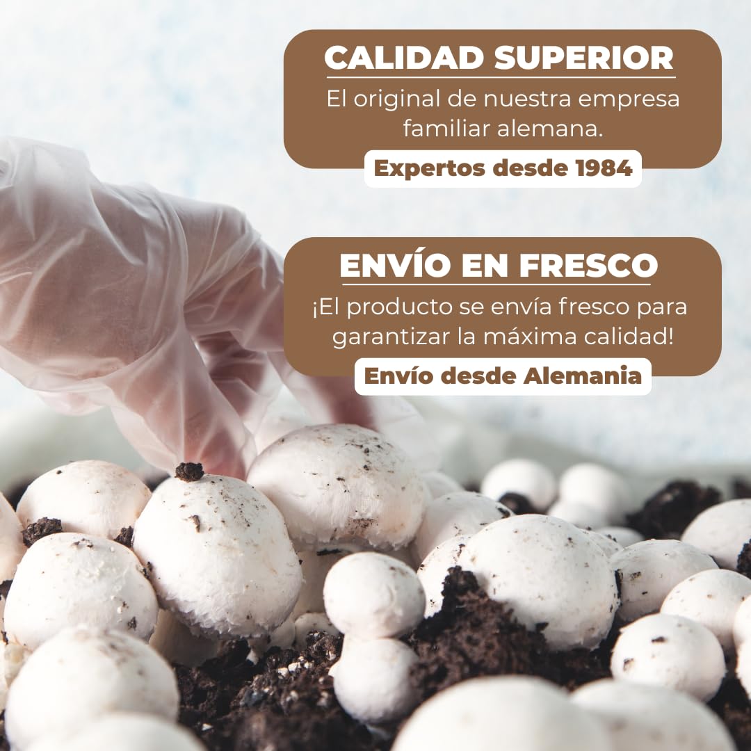 Hawlik Pilzbrut - Juego de cultivo XXL - 2 cajas de cría de champiñon portobello - setas autocultivo - fácil de cultivar champiñones - sin conocimientos previos - kit cultivo setas