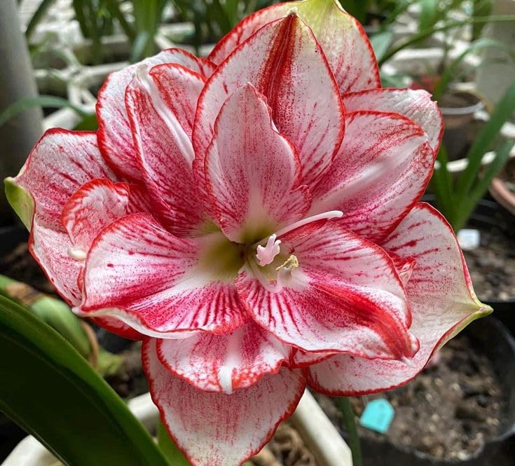 Dutch Amaryllis Lily Mixed Color Flower Bulbs, Hippeastrum Flowering Plants Bulbs for Indoor,Outdoor Garden, Pack of 3 Bulbs AL2-image-34