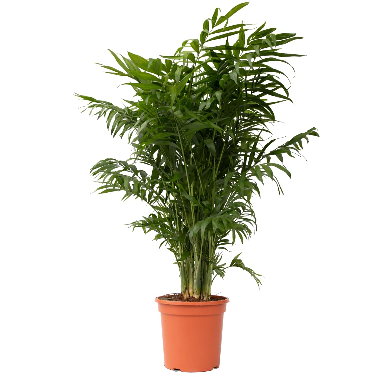 Plant in a Box - Chamaedorea elegans - Palma de montaña - Planta de interior real - Maceta de 20cm - Altura de 80-90cm
