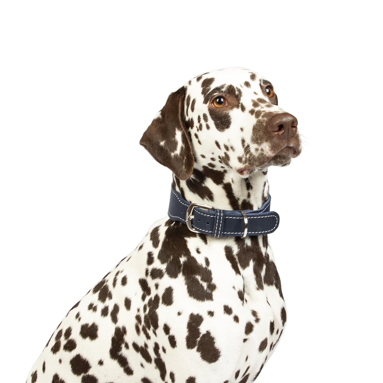 CopcoPet Hundehalsband Leder – Handgefertigtes Lederhalsband für mittelgroße, große Hunde – Halsband Hund – Verstellbar & Robust – Zoe, Marineblau, 45 – 50cm 40mm breit, Verchromte Beschläge