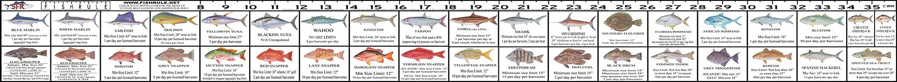 Predator Marine Georgia Saltwater Fish Ruler Decal