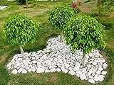 30 FICUS Tree (Bodhi Tree/Sacred Fig/Bo Tree/Pipal) Ficus Religiosa Seeds