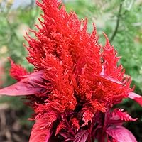 Vista 5 de TomorrowSeeds - Semillas de celosia rojo escarlata Plume - Más de 500 unidades - para plantar Celosia roja Argentea Plumosa Plumosa Cockscomb