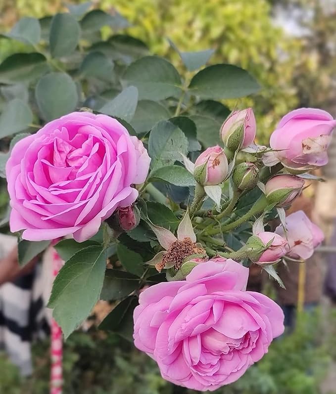 Paneer Rose Plants Live With Flowers for Home Garden Pack of 1 (B0D5WBCCDQ) Amazon Price History, Amazon Price Tracker