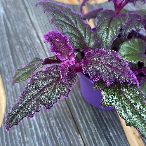 Purple Passion Plant - Royal Velvet Plant - 2 Live Starter Plants in 2 Inch Pots - Gynura Aurantica - Rare Indoor Houseplant Purple Passion Plant - Royal Velvet Plant - 2 Live Starter Plants in 2 Inch Pots - Gynura Aurantica - Rare Indoor Houseplant