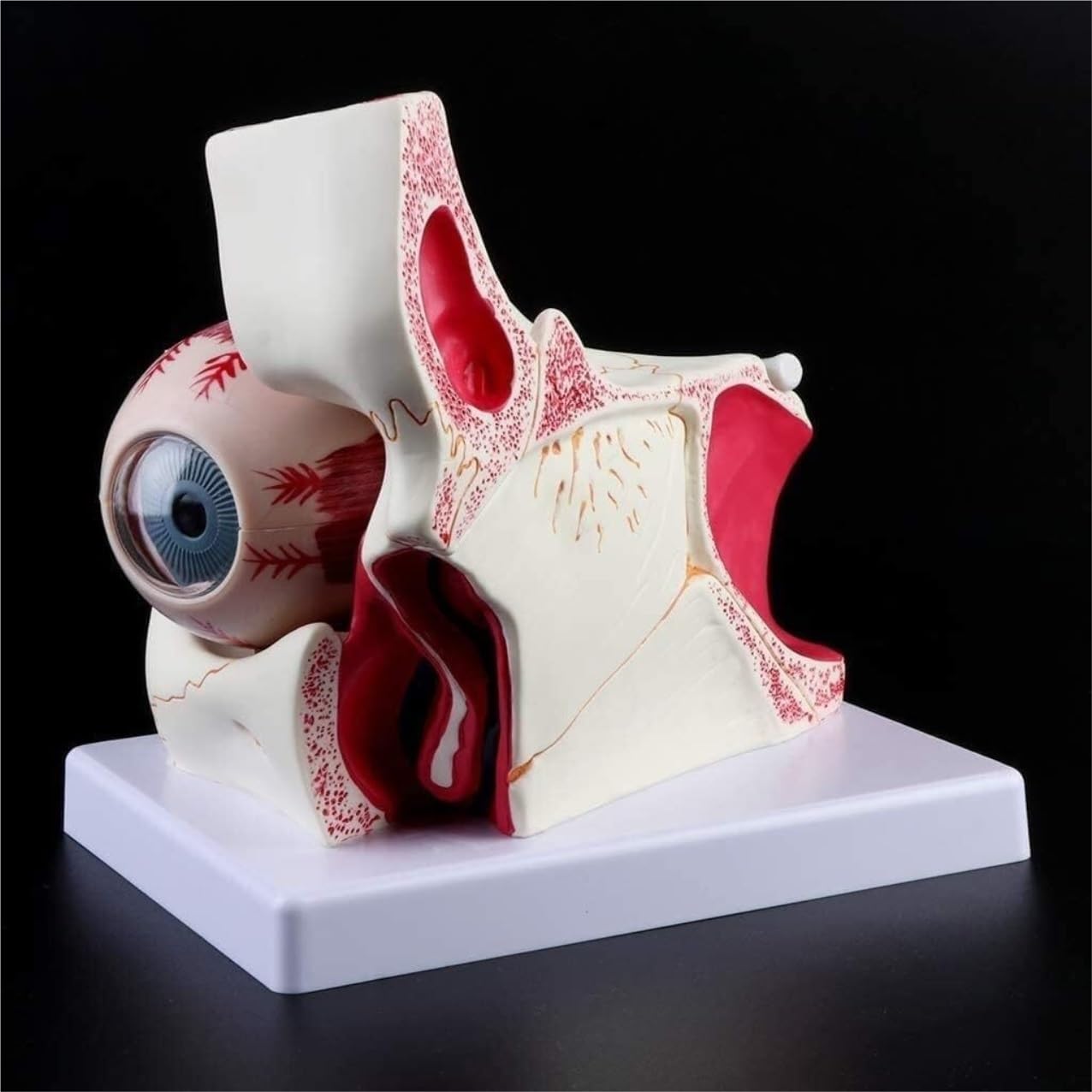 Anatomía De La Educación Modelo Anatómico De Ojo Humano Agrandado 3X, Globo Ocular Y Esqueleto Párpado, Pantalla Anatómica Órbita Muñeca de Anatomía