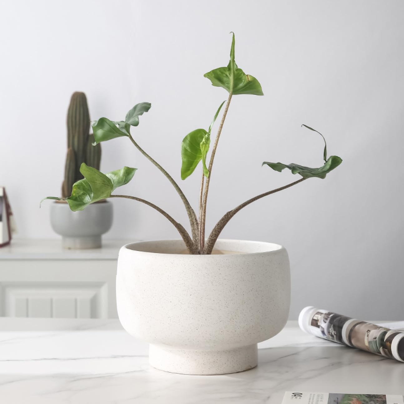 Amazon.co.jp: [ADSNS] テラコッタ鉢 盆栽鉢 タイプ1 植木鉢 おしゃれ