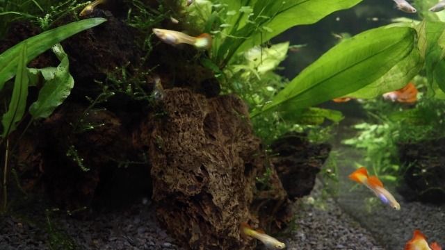 Resina Assorbente Amtra Cleanwater 1000ml - Per Nitriti, Nitrati, Ammoniaca E Fosfati In Acquario - Foto 8