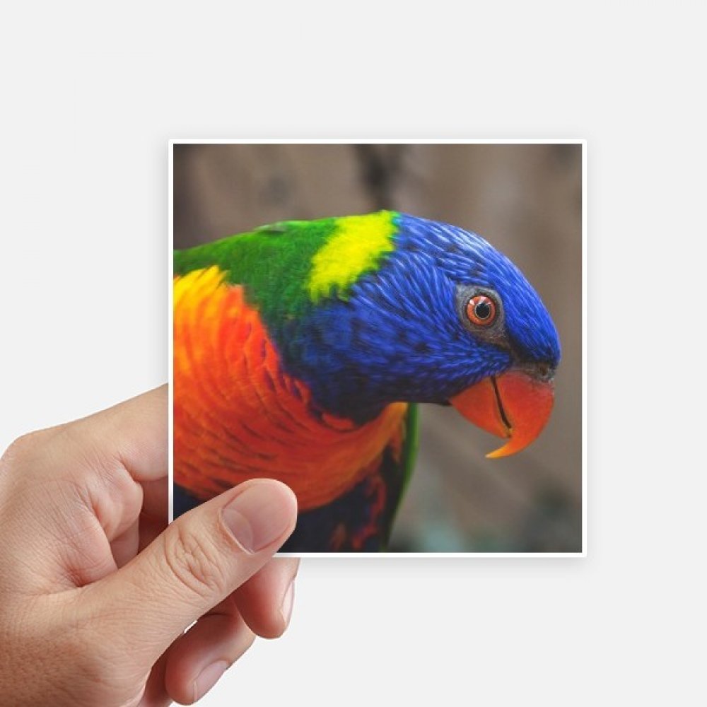 Autocollant perroquet pour ordinateur portable et valise sticker mural animaux 8 pièces 10cm