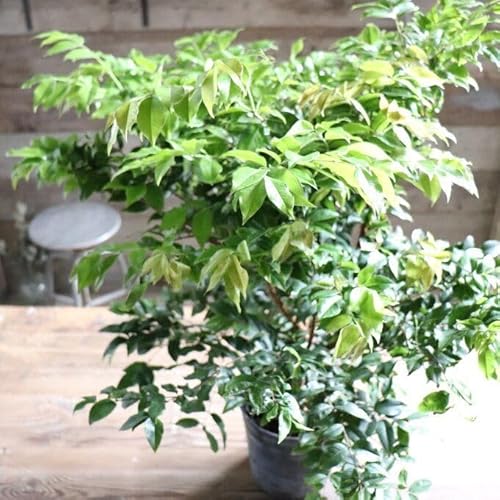 ジャボチカバ」の人気商品一覧 | 安い商品を通販サイトから探す - 価格.com