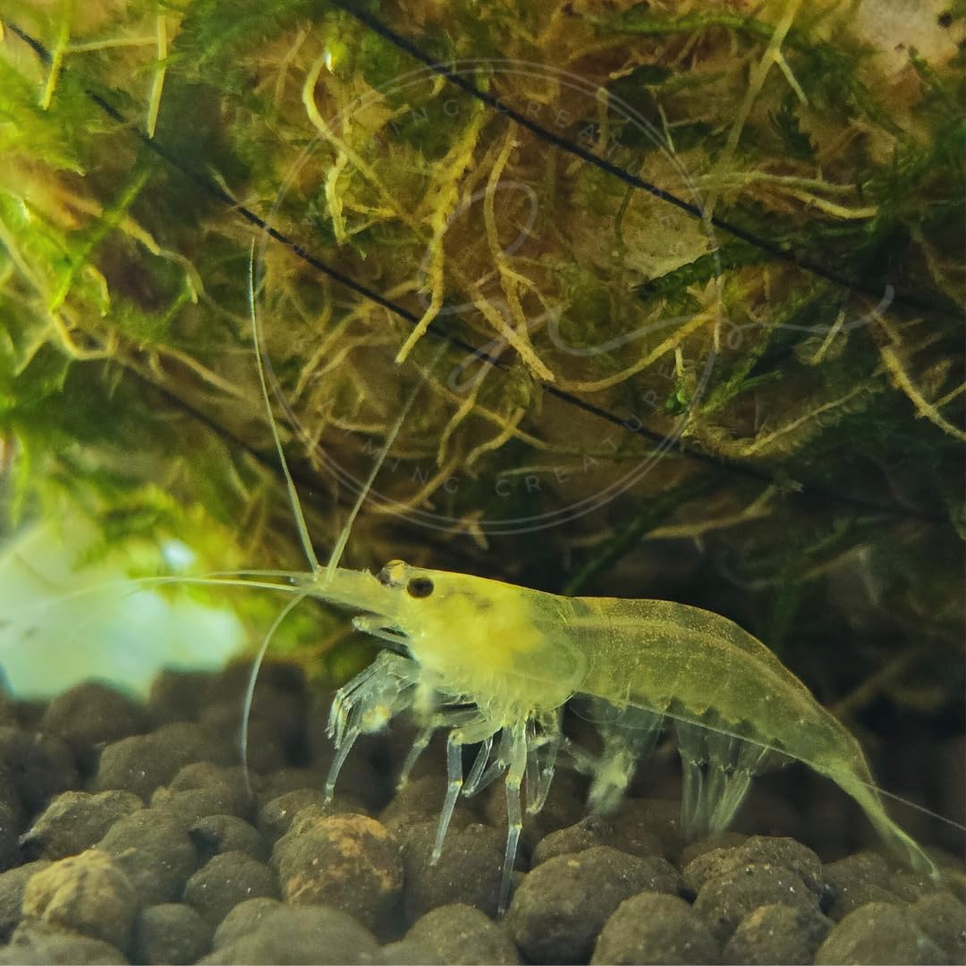 Swimming Creatures™ Premium Caridina Shrimp – A Perfect Combo to Brighten Your Aquarium (7 Premium Lemon Amano)