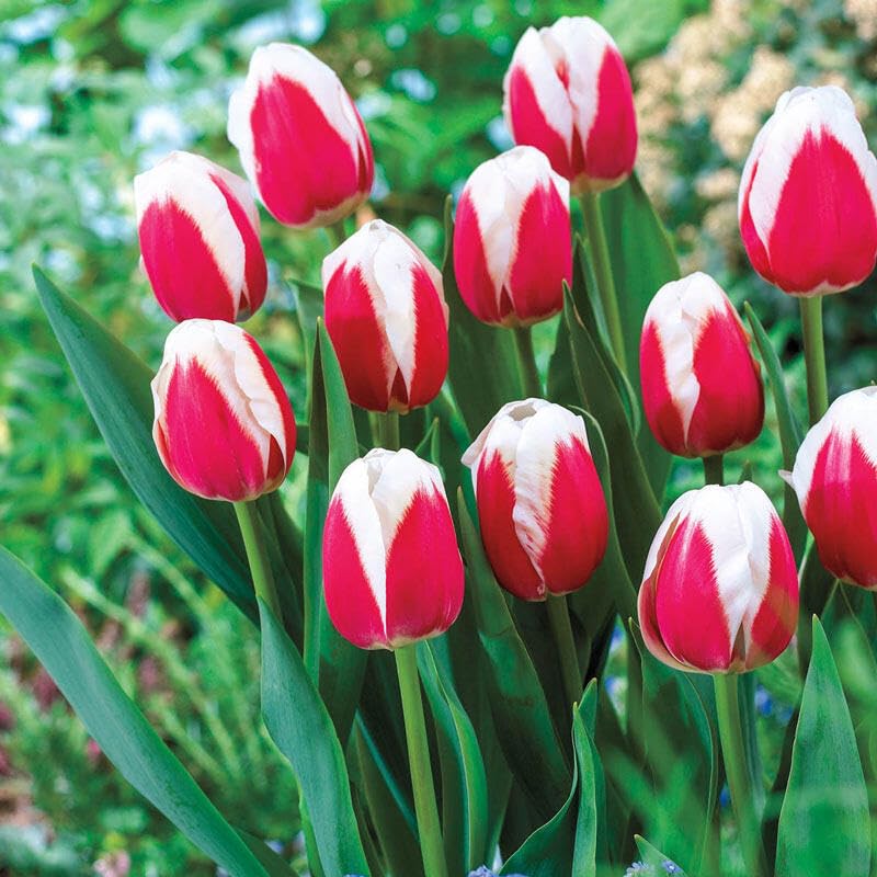 Plantogallery Tulip Flower Bulbs (Buster 1pc) (B0CLF1WFN9) Amazon Price History, Amazon Price Tracker