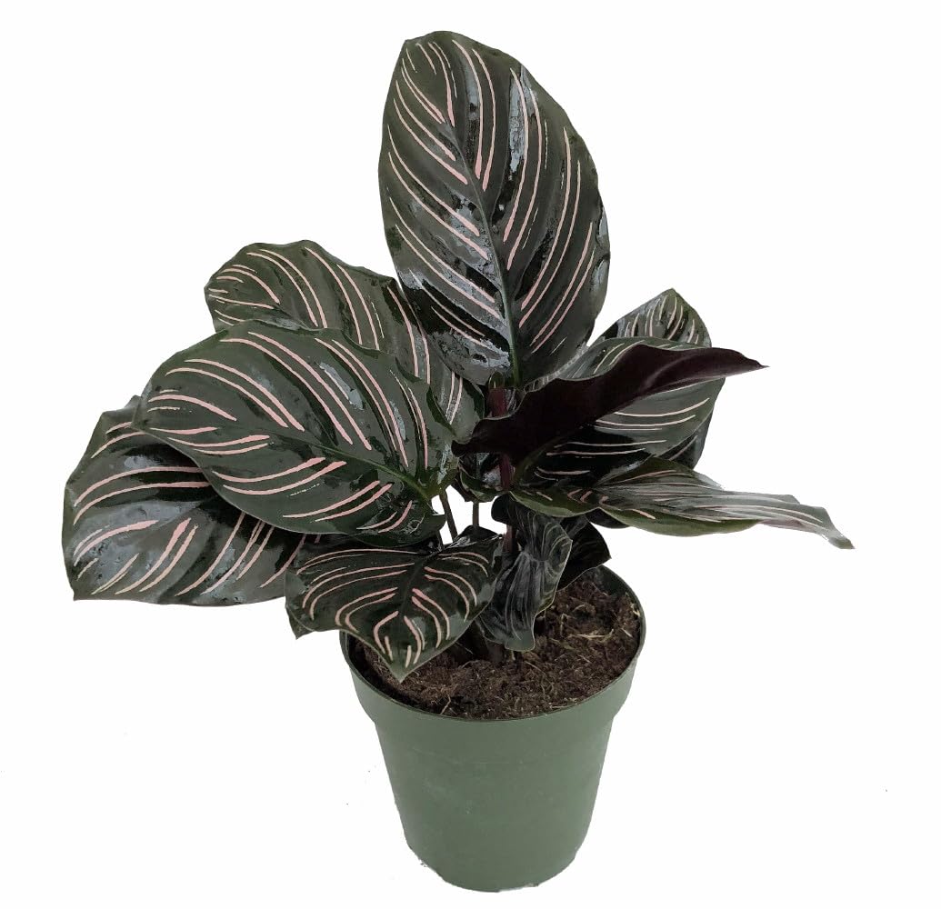 Pin Stripe Prayer Plant - Calathea ornata - Easy House Plant - 4" Pot-Live Plant