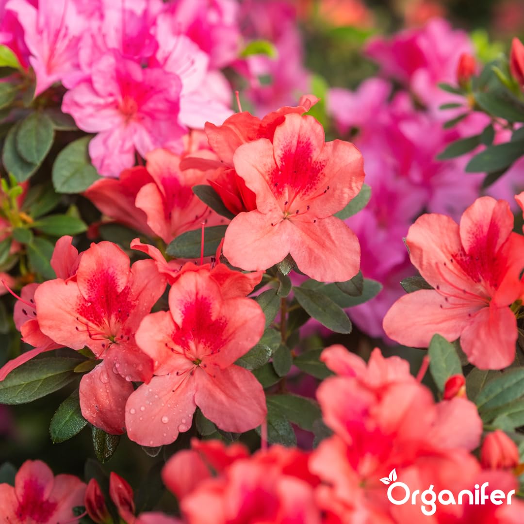 Fertilizante Líquido Para Azalea - 10L - NPK 3-4-3 | Fertilizante Para Floración Abundante Y Hojas Sanas - Favorece Vitalidad Y Raíces Fuertes - Organifer