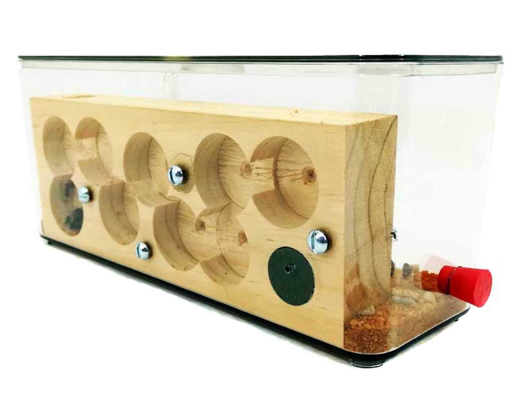Kit fourmilière pédagogique Cube Moyen avec galeries en Bois (avec des Fourmis incluses)